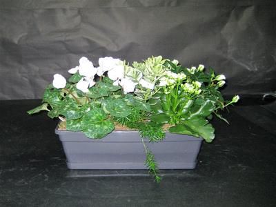 Jardinière blanche deuil - Coupes, plantes, jardinières deuil - IRIS 2000