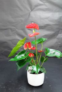 Anthurium rouge