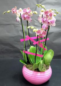 Coupe orchidée rose