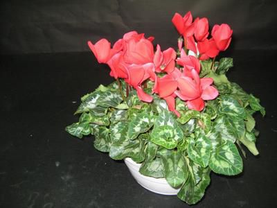 Coupe cyclamen