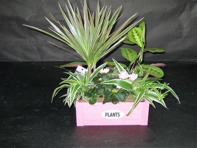 coupe_plantes.jpg