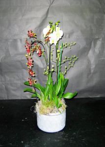 Coupe orchidée