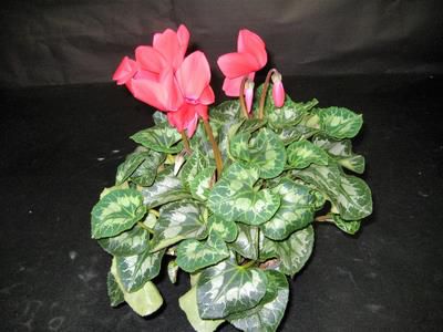 Cyclamen deuil