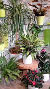 plantes-vertes-d-interieur.jpg